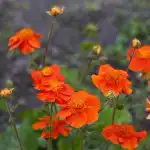 10 wieloletnich kwiatów, które z biegiem lat stają się coraz lepsze: eksperci wymieniają ich odmiany 10 wieloletnich kwiatów, które z biegiem lat stają się coraz