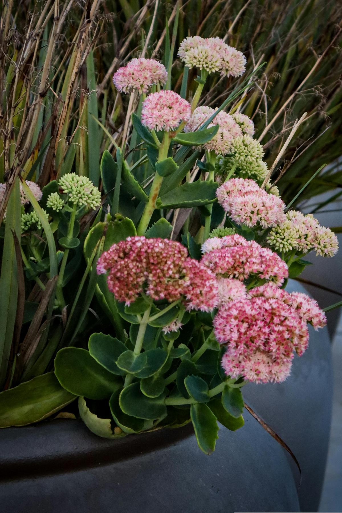 Jakie kwiaty posadzić na cmentarzu, aby kwitły przez całe lato / fot. pexels.com