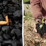 4 nieoczekiwane sposoby wykorzystania węgla drzewnego w ogrodzie 4 nieoczekiwane sposoby wykorzystania węgla drzewnego w ogrodzie
