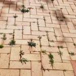 Jak pozbyć się trawy między kostkami brukowymi w domu? jak-pozbyc-sie-trawy-miedzy-kostkami-brukowymi-w-domu.webp.webp