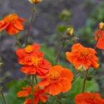 10 wieloletnich kwiatów, które z biegiem lat stają się coraz lepsze: eksperci wymieniają ich odmiany 10-wieloletnich-kwiatow-ktore-z-biegiem-lat-staja-sie-coraz.webp.webp