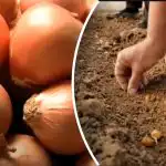 Cebula rośnie kilka razy lepiej: ogrodnik ujawnił prostą metodę sadzenia