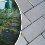 Chwasty na podwórku znikną z dnia na dzień, jeśli spryskasz je jednym środkiem kuchennym Chwasty na podwórku znikną z dnia na dzień, jeśli spryskasz