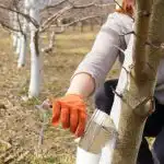 Co i kiedy najlepiej wybielać drzewa: żaden szkodnik nie wystarczy