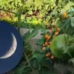 Co robić w ogrodzie warzywnym we wrześniu: korzystne dni według kalendarza księżycowego Co robić w ogrodzie warzywnym we wrześniu: korzystne dni według