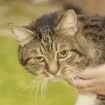 Co się stanie, jeśli nie zauważysz przewlekłego bólu u starszego kota: kiedy cierpliwość staje się niebezpieczna? co-sie-stanie-jesli-nie-zauwazysz-przewleklego-bolu-u-starszego.jpg