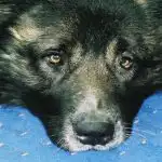 Co się stanie, jeśli zignorujesz depresję u zwierzaka: ukryta epidemia w naszych mieszkaniach co-sie-stanie-jesli-zignorujesz-depresje-u-zwierzaka-ukryta-epidemia.jpg