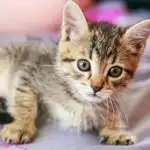 Co się stanie, jeśli zostawisz kota lub psa samego w domu na cały dzień: rewelacje zoopsychologów co-sie-stanie-jesli-zostawisz-kota-lub-psa-samego-w.jpg