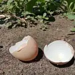 Dlaczego doświadczone gospodynie domowe nigdy nie wyrzucają skorupek jaj: skarb wapnia dla domu i ogrodu dlaczego-doswiadczone-gospodynie-domowe-nigdy-nie-wyrzucaja-skorupek-jaj-skarb.jpg