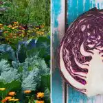 Dlaczego kapusta więdnie w grządce: wszystko zależy od jej sąsiadów Dlaczego kapusta więdnie w grządce: wszystko zależy od jej sąsiadów