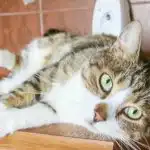 Dlaczego koty "wybuchają" w środku nocy: nauka stojąca za nagłymi biegami i dzikimi skokami dlaczego-koty-wybuchaja-w-srodku-nocy-nauka-stojaca-za-naglymi.jpg