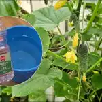 Dlaczego ogrodnicy podlewają ogórki octem: nieoczekiwany efekt