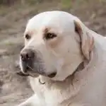 Dlaczego psy merdają ogonami, gdy wcale nie są szczęśliwe: rozszyfrowanie tajnych sygnałów, które ignorujemy dlaczego-psy-merdaja-ogonami-gdy-wcale-nie-sa-szczesliwe-rozszyfrowanie.jpg