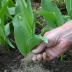 Dlaczego tulipany nie kwitną: jakie są możliwe przyczyny i jak to naprawić? dlaczego-tulipany-nie-kwitna-jakie-sa-mozliwe-przyczyny-i-jak.webp.webp