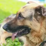 Dlaczego Twój pies je trawę i nie tylko: odkrywanie najbardziej niesmacznego psiego sekretu w historii dlaczego-twoj-pies-je-trawe-i-nie-tylko-odkrywanie-najbardziej.jpg