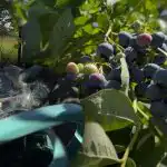 Jagody mogą wytrzymać każdy mróz: ogrodnik ujawnił główne sekrety jesiennej