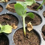 Jak chronić sadzonki przed "czarną nóżką": jak uniknąć choroby na roślinie jak-chronic-sadzonki-przed-czarna-nozka-jak-uniknac-choroby-na.webp.webp