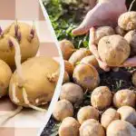 Jak kiełkować ziemniaki przed sadzeniem - w świetle czy w