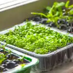 Jak obudzić zbiory: w czym moczyć nasiona, aby nie tracić czasu? Jak obudzić zbiory: w czym moczyć nasiona, aby nie tracić