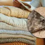 Jak pozbyć się moli w szafkach: tylko jedna roślina może pomóc zapomnieć o szkodnikach Jak pozbyć się moli w szafkach: tylko jedna roślina może