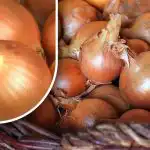 Jak przechowywać cebulę, aby nie kiełkowała przed latem: ogrodnik ujawnił prostą metodę Jak przechowywać cebulę, aby nie kiełkowała przed latem: ogrodnik ujawnił