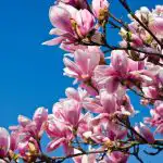 Jak przesadzić drzewo magnolii, aby drzewo na pewno zakorzeniło się