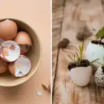 Jak wykorzystać skorupki jaj w ogrodzie warzywnym: 7 sposobów, o