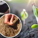 Kalendarz księżycowy ogrodnika na kwiecień: co i kiedy sadzić w ogrodzie i warzywniku Kalendarz księżycowy ogrodnika na kwiecień: co i kiedy sadzić w