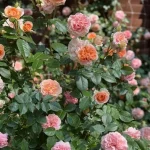 Kiedy i jak przycinać róże wiosną: wskazówki dotyczące obfitego kwitnienia kiedy-i-jak-przycinac-roze-wiosna-wskazowki-dotyczace-obfitego-kwitnienia.webp.webp