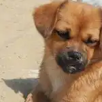 Kiedy pies wybiera jednego pana w rodzinie: mechanizm głównego mężczyzny kiedy-pies-wybiera-jednego-pana-w-rodzinie-mechanizm-glownego-mezczyzny.jpg