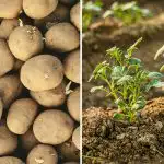 Kiedy sadzić ziemniaki w kwietniu 2026 r.: korzystne dni według