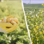 Kiedy siać cydr wiosną: jakie rośliny wybrać do ziemniaków, pomidorów