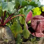 Kiedy zbierać buraki w 2025 roku: dwie oznaki dojrzałego warzywa