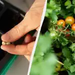 Kiełki pojawią się trzeciego dnia: Jak szybko wykiełkować nasiona pomidora?