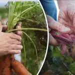 Korzystne dni: kiedy kopać marchew i buraki według kalendarza księżycowego 2025 Korzystne dni: kiedy kopać marchew i buraki według kalendarza księżycowego