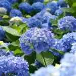 Królowe zacienionego ogrodu: 4 rośliny, które rozjaśnią zacieniony zakątek