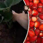 Latem ugnie się od owoców: co umieścić pod krzakami truskawek na wiosnę Latem ugnie się od owoców: co umieścić pod krzakami truskawek