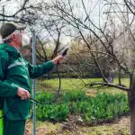Mądrzy ogrodnicy spryskali ogród jednym produktem: ani jedno drzewo nie