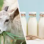 Mleko kozie czy krowie: lekarz wyjaśnia, które mleko jest w