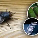 Muchy znikną natychmiast: najlepsze naturalne środki przeciwko owadom Muchy znikną natychmiast: najlepsze naturalne środki przeciwko owadom