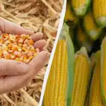 Najlepszy okres na siew kukurydzy w 2025 r.: nie przegap