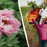 Naturalne "sterydy" dla piwonii: jak karmić kwiaty bez chemii