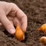 nawoz-do-cebuli-podczas-sadzenia-co-dodac-do-dolka.webp.webp