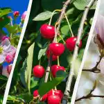 Ogrodnicy wymienili 8 drzew, których nie należy przycinać jesienią Ogrodnicy wymienili 8 drzew, których nie należy przycinać jesienią