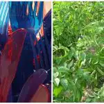 Ogrodnicy zostawiają plastikowe widelce w grządkach: jaki jest sens tej