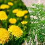 Portulaka, trawa pszeniczna, ambrozja: jak na zawsze pozbyć się chwastów