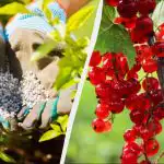 Porzeczki należy dokarmiać wiosną: wystarczy garść nawozu na krzak. Porzeczki należy dokarmiać wiosną: wystarczy garść nawozu na krzak.