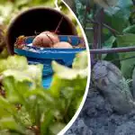 Proste działanie w sierpniu: ogrodnik podzielił się tym, jak sprawić, by buraki były słodkie i soczyste Proste działanie w sierpniu: ogrodnik podzielił się tym, jak sprawić,