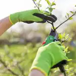 Przypominamy ogrodnikom - nadszedł czas na przycinanie brzoskwiń: którą gałąź