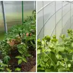 Rekordowe zbiory zaskoczą nawet sąsiadów: jak szybko nawilżyć glebę w